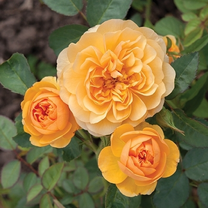 Rosa Isidora™ - rumena - Vrtnice Floribunda